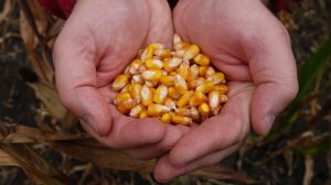 Зернові та зернобобові зібрано з 10,5 млн га, намолочено понад 40 млн тонн зерна нового урожаю