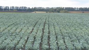 Овочівники ризикують отримати мінімальний за останні 5 років урожай капусти
