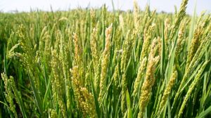 Урожайність рису на півдні подекуди вдвічі нижча норми, аграрії зіткнулись з серйозними втратами врожаю