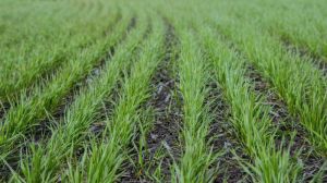 Сходи озимої пшениці на Львівщині знаходяться у задовільному стані