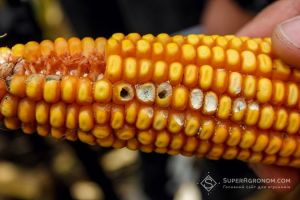 Через поширення хвороб господарствам потрібно поквапитись зі збиранням урожаю кукурудзи 