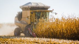 Погодні негаразди практично на половину знизили урожайність зернових на Черкащині