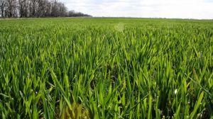Сходи озимої пшениці на Херсонщині в задовільному стані, проте поруч на Запоріжжі ситуація критична