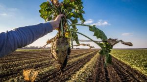 Урожай цукрових буряків на Житомирщині перевищує минулорічний на 20%