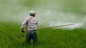 Китайці навчились повторно використовувати пестициди