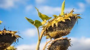 Урожай соняшнику у Туреччині б'є рекорди
