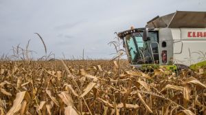 За врожайністю кукурудзи у країні продовжує лідирувати Чернігівська область