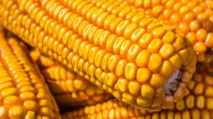 Аграріями зібрано майже 10 млн тонн кукурудзи