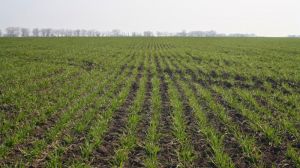 Погодні умови сприяють розвитку озимих зернових на Сумщині
