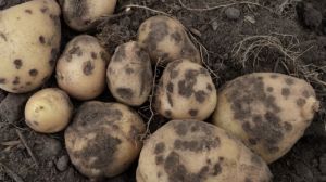Через паршу урожайність картоплі може знизитись на 40%
