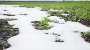 Сходи озимих на Чернігівщині вкриті снігом