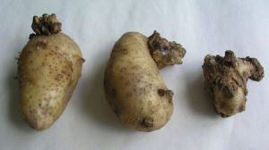 Рак картоплі може повністю знищити урожай культури