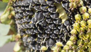 Гібрид кондитерського соняшнику з чорним насінням