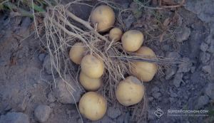 На Дніпропетровщині зібрали картоплі менше, ніж у минулому році