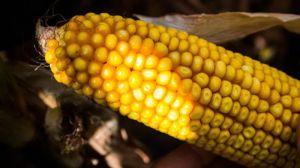 Найкращу врожайність продемонстрували вітчизняні гібриди кукурудзи