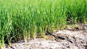 Новий сорт рису, який росте в солоній воді, може годувати мільйони людей в Китаї