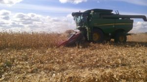 На Полтавщині дощі гальмують збирання кукурудзи, проте аграрії не зупиняються
