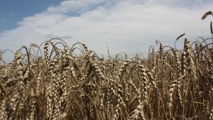 Розшифровано геном предка сучасної пшениці