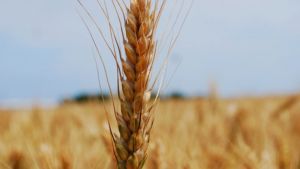 Україна може вирощувати 100 млн тонн зернових