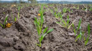 На Київщині озимих зернових посіяно 83% від прогнозованого