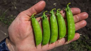 Україна нарощує об'єми виробництва бобових культур — Шеремета