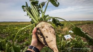 Урожайність цукрових буряків на Тернопільщині зросла на чверть