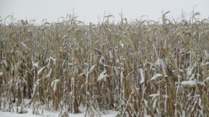 Вінницька кукурудза може залишитись зимувати на полях