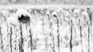 Чверть посівів соняшнику у Росії ризикують зимувати у полях