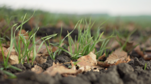 Стан посівів озимих на Тернопільщині кращий ніж минулоріч