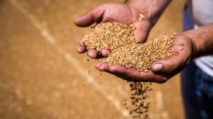 Запаси зерна в країні скоротились на 10%