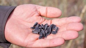 Запаси насіння соняшнику в Україні склали 7,2 млн тонн