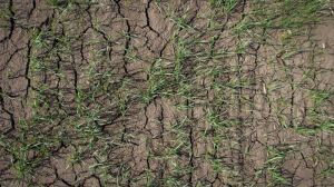 Через посуху озимі зернові на півдні можуть загинути - експерт