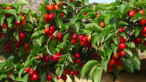 Волинський садівник вирощує понад 30 сортів екзотичного кизилу