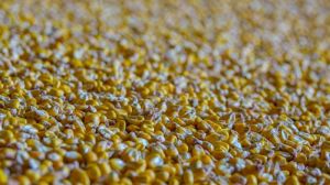 Київські аграрії зібрали понад 2,5 мільйони тонн зерна
