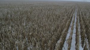 Через сніг кукурудза на заході може залишитись зимувати на полях