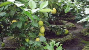 Буковинський садівник вирощує органічні екзотичні культури