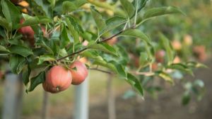 В Польщі вивели стійкий до парші сорт яблук