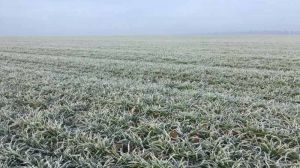 Озимі посіви на Київщині входять у зиму в досить доброму стані