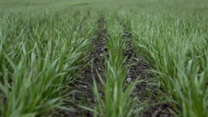 Посіви озимих зернових на Полтавщині зійшли на 100% площ