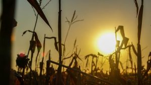 Чернігівські аграрії поступово завершують збирання кукурудзи