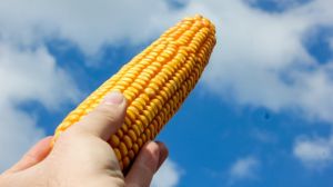 Встановлено новий світовий рекорд урожайності кукурудзи