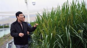 В Китаї навчились вирощувати гігантський рис