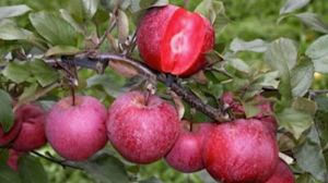 Господарство на Тернопільщині вирощує унікальну яблуковишню