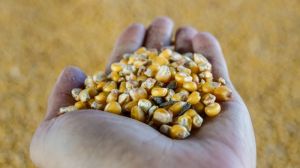 Запаси зерна кукурудзи в Україні складають понад 14 млн тонн