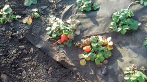 У Воронезькій області серед зими достигла полуниця