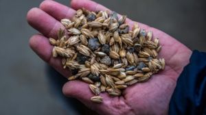 На Київщині та Полтавщині близько 17% зерна уражено грибковими патогенами