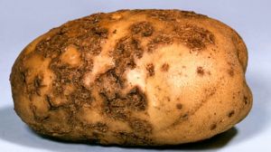 У Чернівецькій області запроваджено карантин по раку картоплі