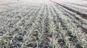 Озимим зерновим у Казахстані загрожує вимерзання