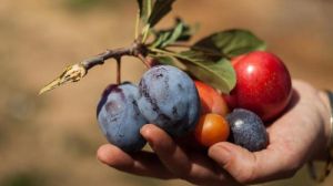 Науковець створив справжнє диво плодової селекції — «Дерево 40 фруктів»