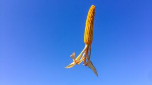 Встановлено новий ціновий рекорд на зерно кукурудзи